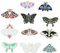 Lot de 11 broches papillon en émail lucioles papillon insecte épingle à chapeau insigne vêtements sac à dos accessoires, M, Métal