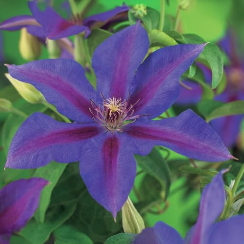 Kletterpflanze Clematis Mrs. N. Thompson Wenig Pflege 2 Pflanzen 40 cm