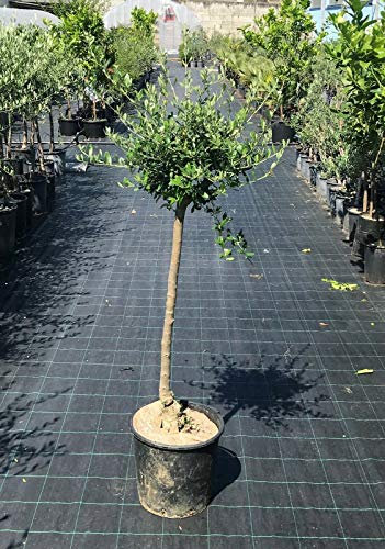 Ulivo Olivo Pianta di Olea Europea Albero Adulto, Età 10 Anni, Pianta in Vaso ø 26 cm, Vivaio di Castelletto