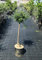 Ulivo Olivo Pianta di Olea Europea Albero Adulto, Età 10 Anni, Pianta in Vaso ø 26 cm, Vivaio di Castelletto