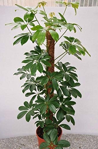 Nani Semi Umbrella Albero tropicale Indoor/Outdoor impianto Schefflera arboola