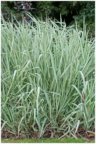 Stauden Gänge 3 x Phalaris arundinacea 'Feesey' Rohrglanzgras winterhart