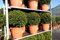gruenwaren jakubik PREMIUM Ilex crenata Stokes Kugel rund Ø 40-45 cm Buchsbaum Ersatz winterhart + robust