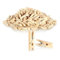 COM-FOUR® 240x Mini Pinces à Linge en Bois de Lotus, Petites Pinces à Linge en Bois comme décoration pour Photos (240 pièces - Naturel)