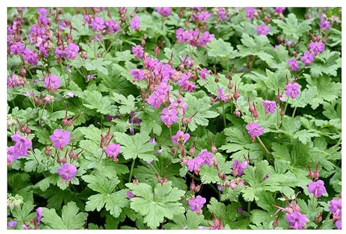 3 x Geranium macrorrhizum 'Bevan's Variety' (Winterhart/Stauden/Staude/Mehrjährig/Immergrün/Bodendecker) Balkan Storchschnabel - Blühfreudiger Bodendecker mit Duftbonus - von Stauden Gänge