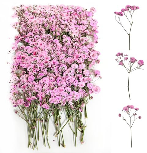 100 Stück Gepresste Blumen Schleierkraut Getrocknet(Rosa) Schleierkraut Trockenblumen Schleierkraut Trockenblumen Getrocknete Blumen Trockenblumen zum Basteln Getrocknete Blüten für DIY Harz Schmuck