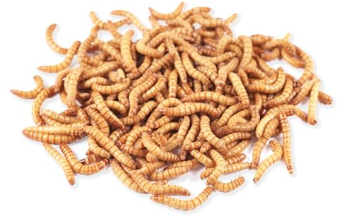 Mehlwürmer 1 kg, lebend, frisch, Vogelfutter, Fischfutter, Igelfutter, Reptilienfutter (Futterinsekten vom Hersteller aus Deutschland)