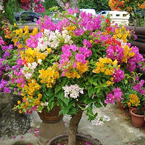 Haloppe 100 Stück Bougainvillea Speetabilis Blumen Pflanzen Samen für die Hausgartenbepflanzung, mehrfarbige Bougainvillea Speetabilis Samen DIY Hausgarten Blumenpflanze