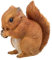 Gartenfigur Eichhörnchen – Wetterfeste & handbemalte Eichhörnchenfigur für Garten, Balkon & Terrasse, Polyresin, 13,5 cm