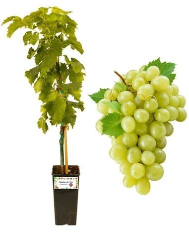 P. Piantine da Orto | UVA Fragola Bianca, Vaso 2 L, Pianta Pronta per Il Trapianto, Pianta Vera da Esterno, UVA da Tavola da Mangiare, Vivaio Italiano