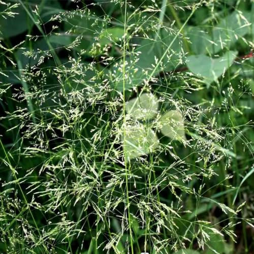 50 Pcs Eragrostis Pilosa Samen, Bio Saatgut, Teichpflanzen Dekopflanzen Ziergras, Immergrüne Winterharte Sträucher Gartenpflanzen, Hochbeet Samen Nachhaltige Geschenke Für Frauen Bodendecker