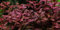 AquaOne Aquarium Pflanze Ludwigia palustris 'Super Red' I Wasserpflanze Aquariumpflanze Stängelpflanze voll durchwurzelt einfach pflegeleicht Aquascaping Dekoration