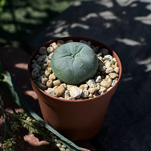 Lophophora williamsii, peyote. Durchmesser 2,5cm