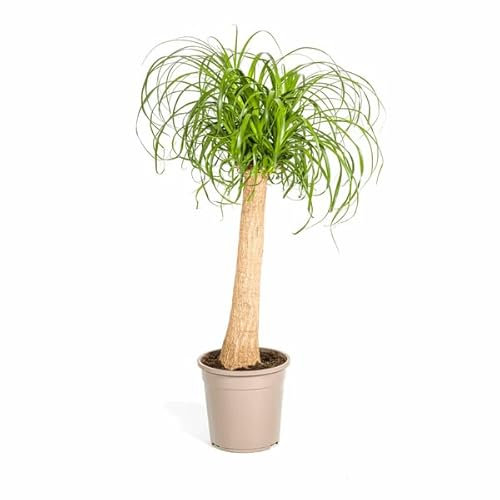 Beaucarnea Recurvata - Elefantenfuß - Zimmerpflanze - Ø24cm - 80-100cm