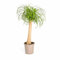 Beaucarnea Recurvata - Elefantenfuß - Zimmerpflanze - Ø24cm - 80-100cm