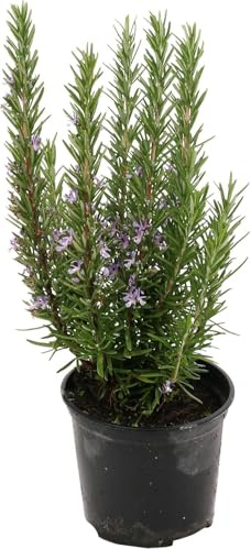 MODIPITRE Pianta di Rosmarino Viva, Verde con Fiori, Vaso 14 cm, Confezione da 6 Piante