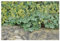 3 x Alchemilla erythropoda (Winterhart/Stauden/Staude/Mehrjährig/Bodendecker) Kleiner Frauenmantel - Sehr Insekten und Bienenfreundlich - absolut Pflegeleicht - von Stauden Gänge