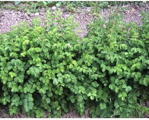 Sachet de graines de Petite Pimprenelle (Sanguisorba Minor)