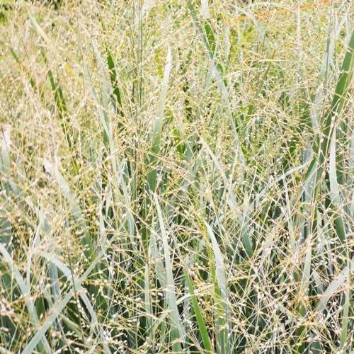 200 Pcs Rutenhirse Northwind Samen, Winterfeste Pflanzen Für Balkon, Lianen Dekoration Dschungel (Panicum Virgatum) Kletterpflanzen, Deko Wohnzimmer Bodendecker Winterhart Mehrjährig