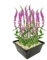 vdvelde.com - blutweiderich - Lythrum Salicaria - 4 Stück - - Biodiversitätsfördernde Wasserpflanze- Ausgewachsene Höhe: 80 cm- Platzierung: -1 bis -10 cm
