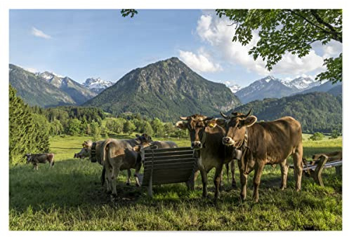 artboxONE Poster 30x20 cm Natur Kühe im Allgäu Oberstdorf - Bild allgäu allgäuer braunvieh Bayern