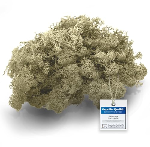 sphagnum-shop.com Echtes Deko Moos Rentierflechte 100 gr in Creme für Modellbau Basteln Islandmoos konserviert