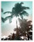 Stupell Industries Noah Bay Wandschild mit schattigen Palmen
