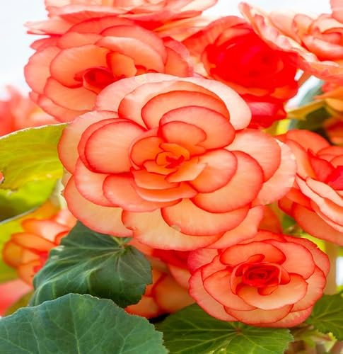 60 graines de fleurs de bégonia