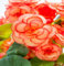 60 graines de fleurs de bégonia