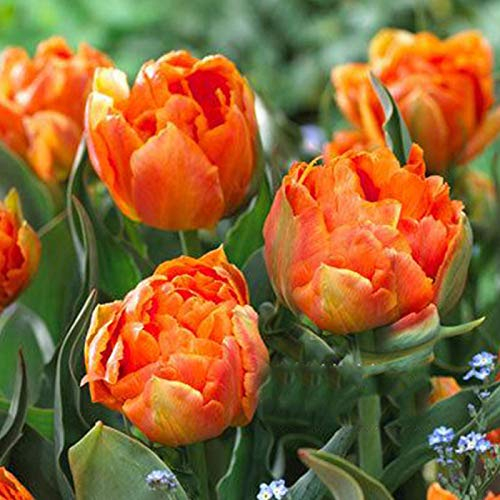 100 Stück verschiedene Tulpen-Samen, schöne Blume, für Zuhause, Garten, Pflanzen, Dekoration, 3 Stück orangefarbene Sonne, Tulpenzwiebeln für Frauen, Männer, Kinder, Anfänger, Gärtnergeschenk