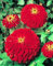 Rote Zinnie Samen, Cherry Queen, Erbstück Zinnie Samen, Non-Gmo Blumensamen, 75ct