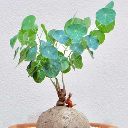 Pilea Peperomioides,UFO-Pflanze,Winterhart zwiebeln,Stephania Erecta Knolle,Winterhart Mehrjährig,Chinesische Geldpflanze,Peperomioides Pflanzen,Natürlich-5 zwiebeln-I