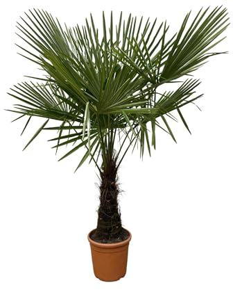 NatureNest, Hanfpalme, Trachycarpus, 1 Stück, 170-180 cm, Zimmerpflanze, Exotisch