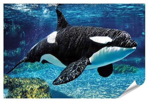 islandburner XXL Bild Poster Schwimmender Orca im klaren Wasser für Wohnzimmer Naturliebhaber Wellnessbereich Premium Bilder Fotodruck