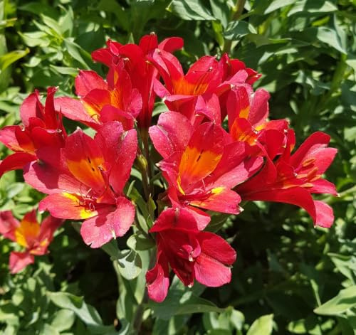 Alstroemeria x GARDEN SUMMER PEPPER® 'Tessumpep' / Lys des Incas/Conteneur de 3 à 4 litres/Vivace