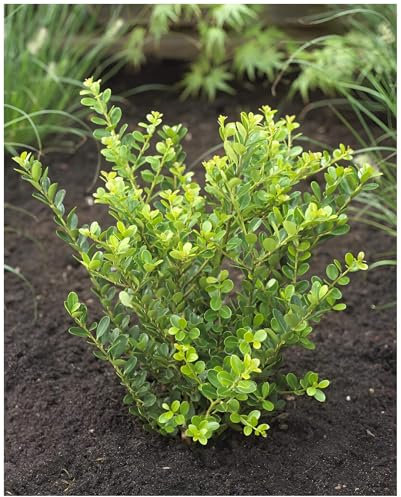 10 x Ilex crenata 'Green Hedge' (Buchsbaum Ersatz/Immergrün/Winterhart/Mehrjährig) Japanische Stechpalme - Die perfekte grüne Hecke für Ihren Garten - Top für Hecken - von Stauden Gänge