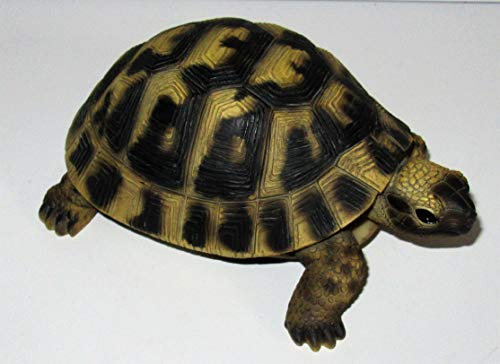 Rofu Dekofigur/Gartenfigur/Schildkröte/Tierfigur/Garten Deko/Kunststein/Polyresin/frostfest/Dehner /