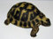 Rofu Dekofigur/Gartenfigur/Schildkröte/Tierfigur/Garten Deko/Kunststein/Polyresin/frostfest/Dehner /