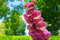 Fingerhut 'Pasiley pink' 50 Samen, Digitalis