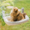 MEWOOFUN Large Cat Window Hammock Bed w/Removable Thicken Cover - Foldable Cat Window Bed Perch Sturdy for Cats Sunbathing Viewing, with 4 Strong Suction Cups Holds up to 18kg (White, M)