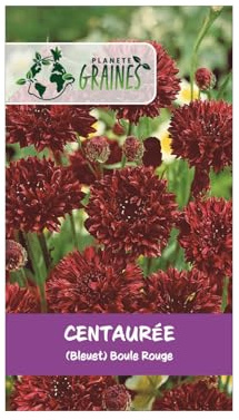500 Graines de Centaurée Rouge 'Impériale' - Fleurs Spectaculaires Éclatantes pour Jardin - double