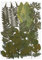 EXCEART 1 Satz Echte Getrocknete Gepresste Blumen Blatt Pflanze Herbarium Bunte Gänseblümchen Blätter Hortensien für Kunsthandwerk DIY (7 Muster Natürliche Farbe)
