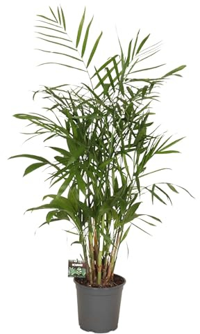 Fresh Plants Zimmerpflanzen -Chamaedorea seifrizii - Chamädores Palme XXL - Topf Ø 21 cm - Höhe ca. 100 cm