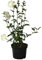 Roseneibisch Hibiscus syriacus White Chiffon ® reinweiß halbgefüllt ca. 40-60 cm Pflanze 3 L Topfballen
