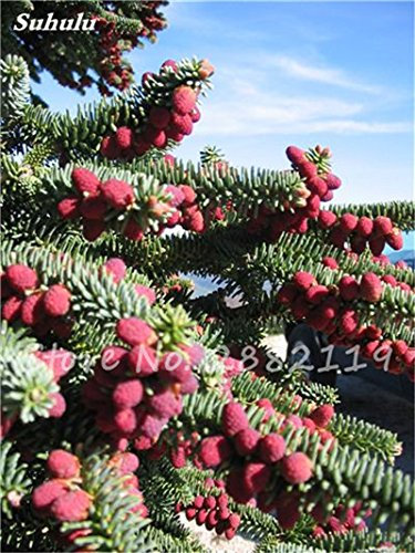 Abies Samen, koreanische Tanne, Nordmannstanne (Weihnachtsbaum, Conifer) Samen Baum. Haus-Garten Bonsaipflanzen und Blumen-Samen 100 PC-13