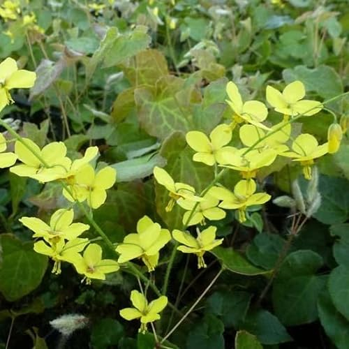 6x Elfenblume - Epimedium perralderianum - Topf 9x9cm
