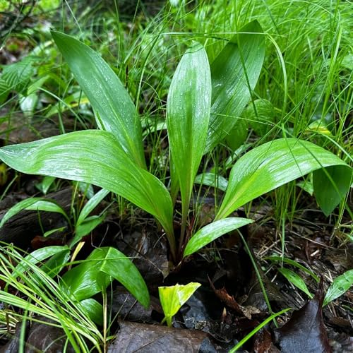 500 pcs bärlauch samen kaufen blumen samen exotische pflanzen bonsai samen steinpflanzen winterhart gartenkräuter gartengeschenke küchenkräuter garten geschenke für frauen bio saatgut