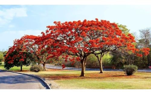 Garden Center Shop | Flamboyán M25 | Árbol Ornamental Natural desde la raíz | Delonix Regia de Floración Roja | Planta Exterior Tropical para Jardín o Terraza