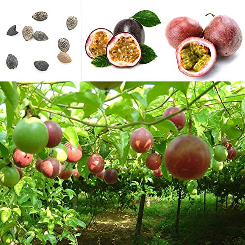 Haloppe 100 Unids Semillas de Fruta de la Pasión para la Plantación de Jardín en el Hogar, Semillas de Fruta de la Pasión de Vid Exótica Tropical Planta Púrpura Passiflora Edulis Semillas de fr