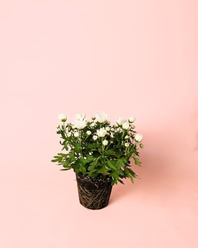 Crisantemo Blanco | Planta Crisantemo Natural | Pur Plant
